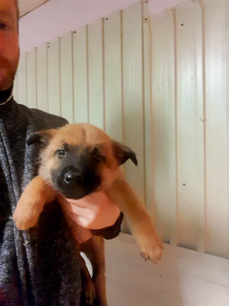 Des Briseux - Chiot disponible  - Berger Belge