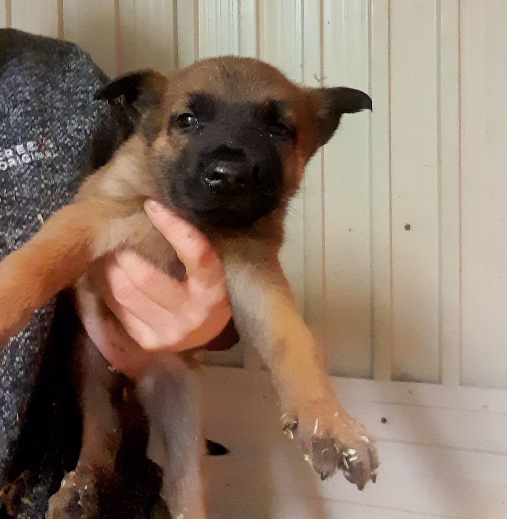 Des Briseux - Chiot disponible  - Berger Belge