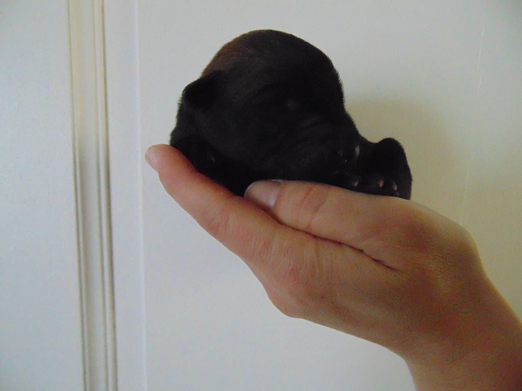 PHOTOS CHIOTS GECK X JAGUAR 2016