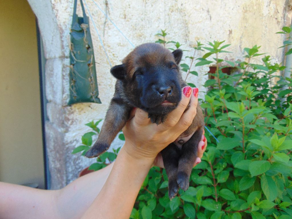 CHIOTS DALTON X JAGUAR 2017