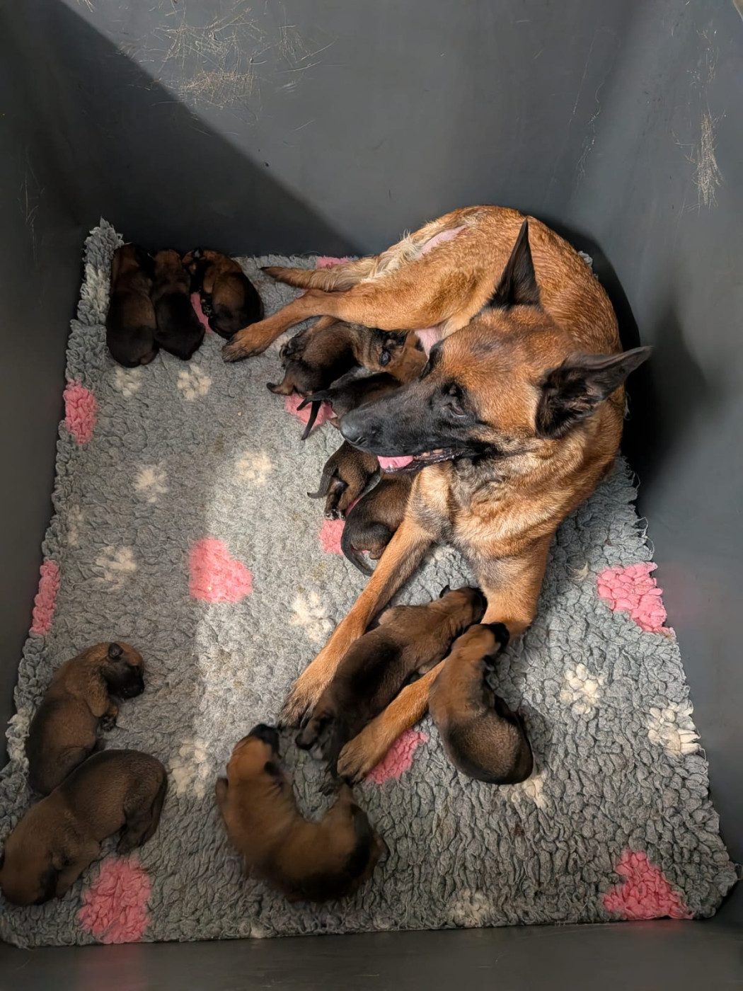 Chiot Berger Belge Des Briseux