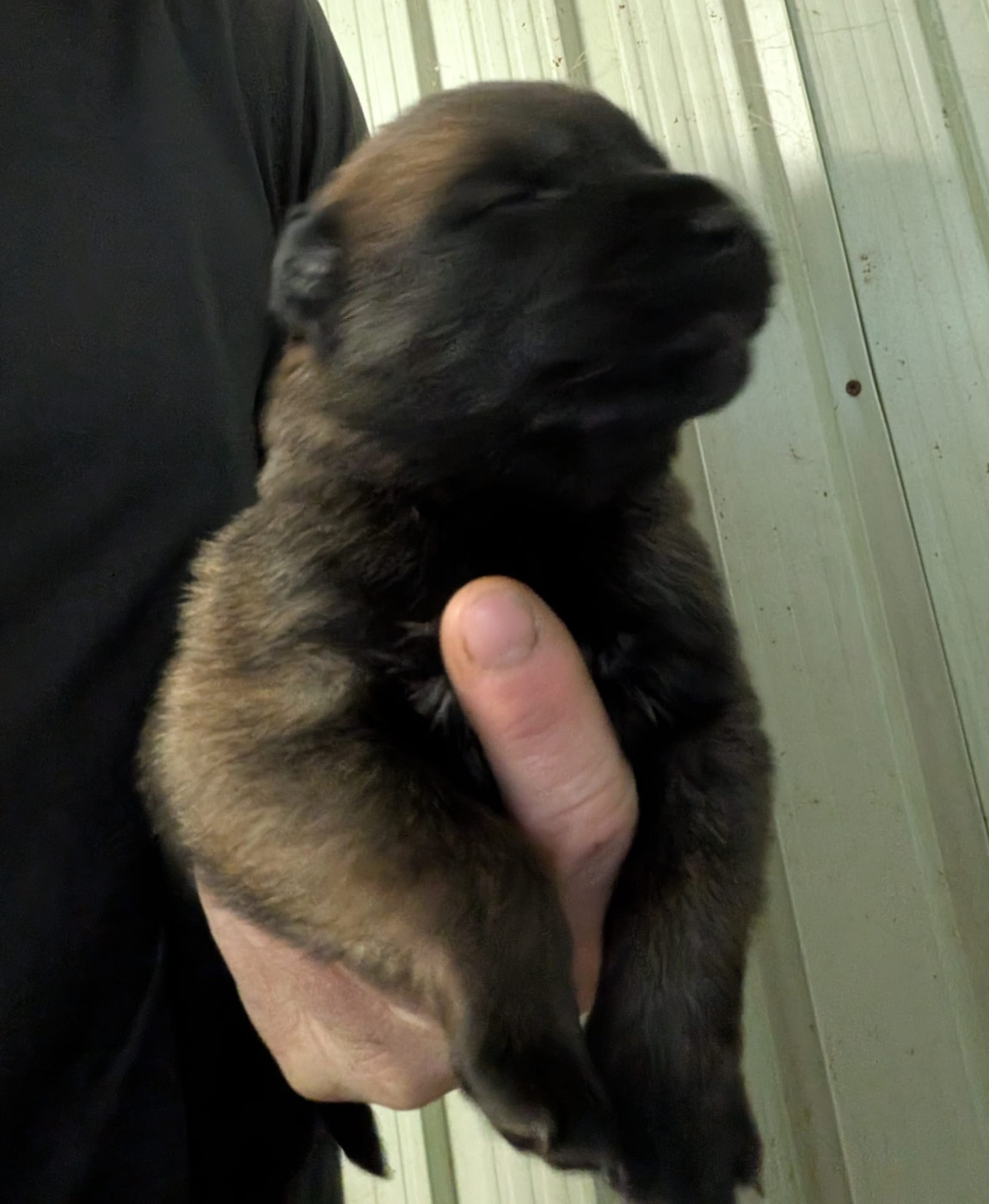 Des Briseux - Chiots disponibles - Berger Belge