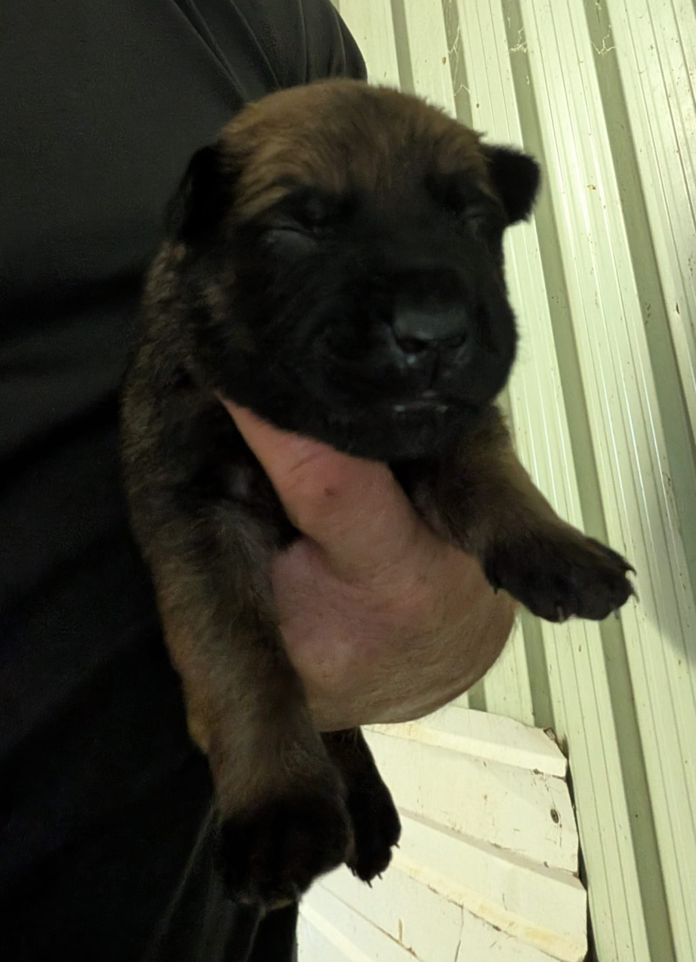 Des Briseux - Chiots disponibles - Berger Belge