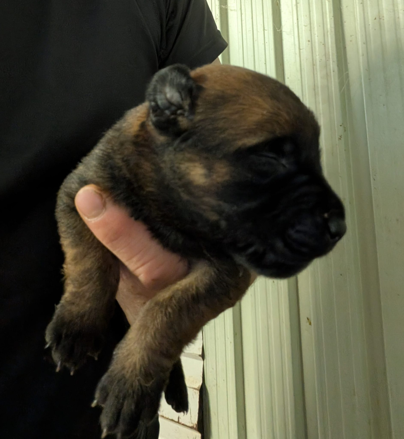 Des Briseux - Chiots disponibles - Berger Belge