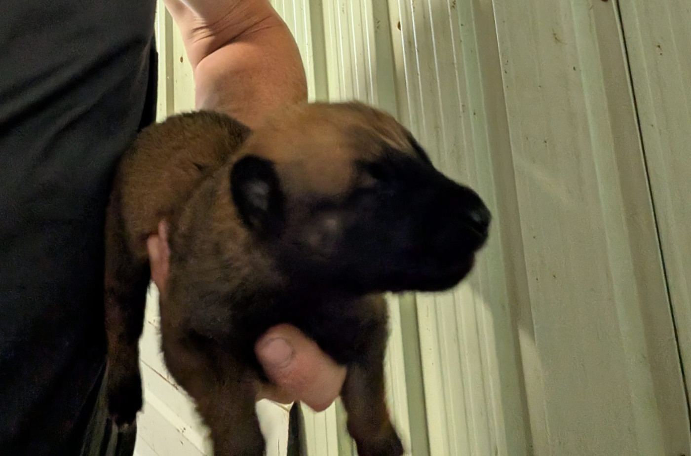 Des Briseux - Chiots disponibles - Berger Belge
