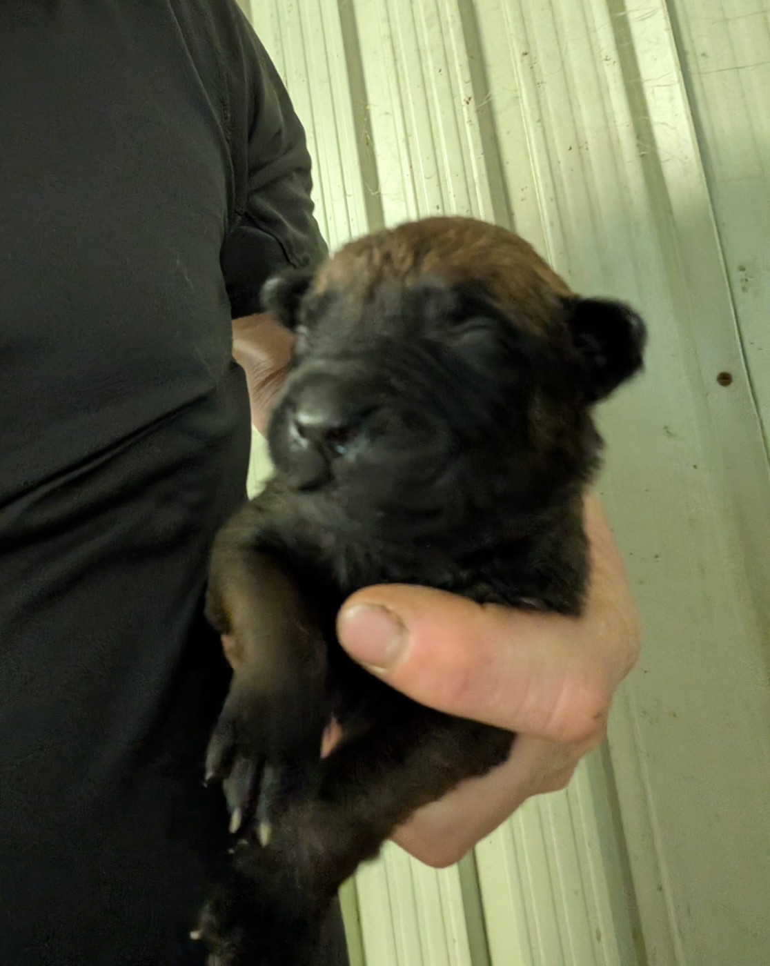 Des Briseux - Chiots disponibles - Berger Belge