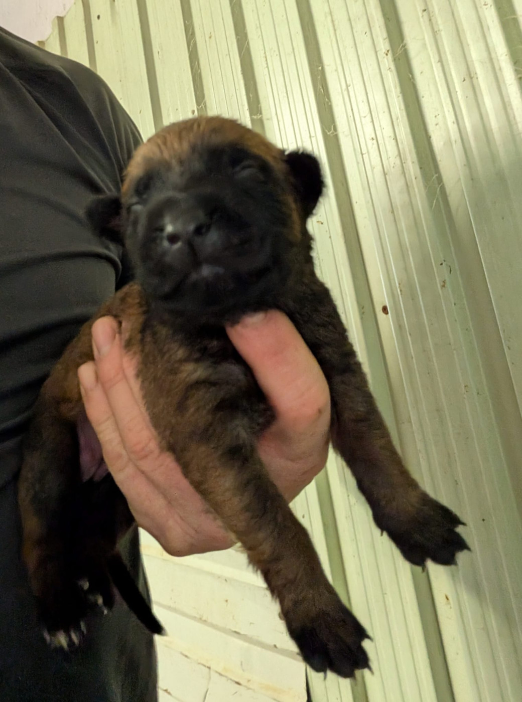 Des Briseux - Chiots disponibles - Berger Belge
