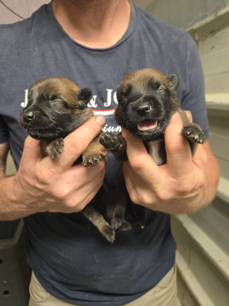 Des Briseux - Chiots disponibles - Berger Belge
