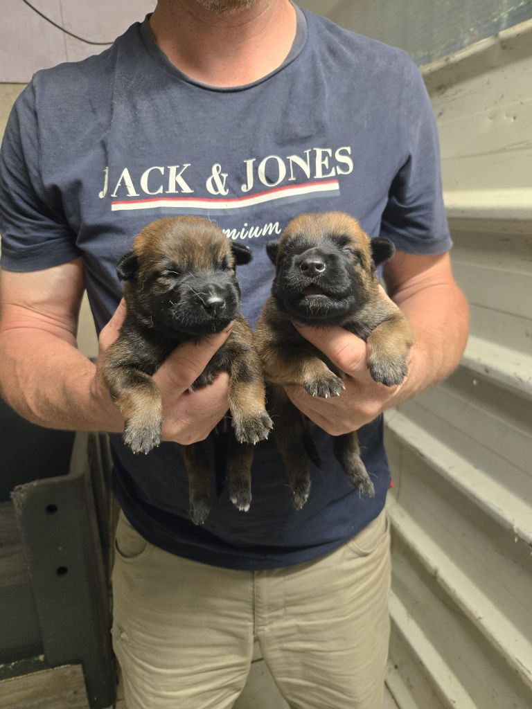 Des Briseux - Chiots disponibles - Berger Belge