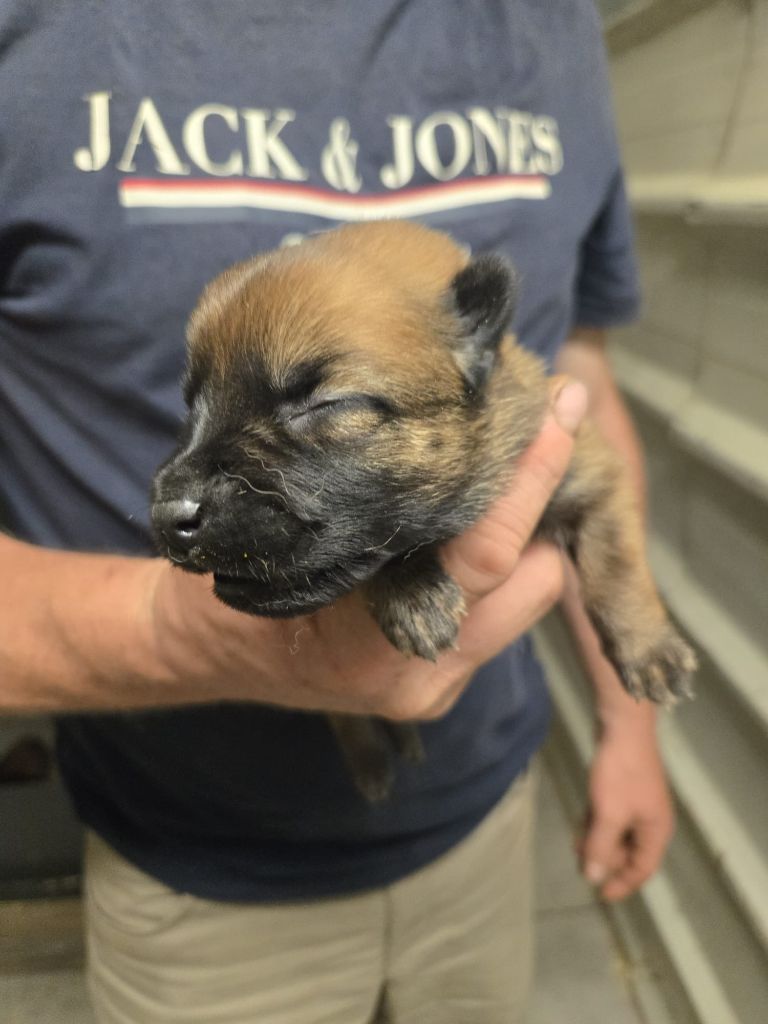 Des Briseux - Chiots disponibles - Berger Belge