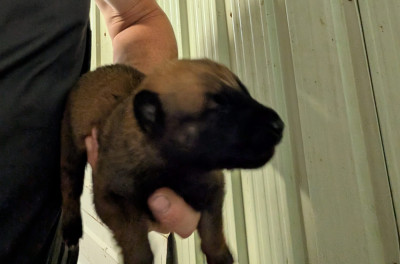 Chiot N°7
