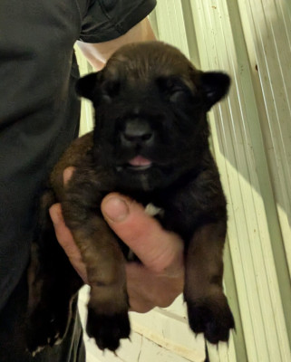 Chiot N°8