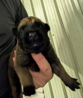 Chiot N°9
