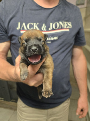 CHIOT 5