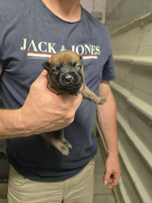 CHIOT 1