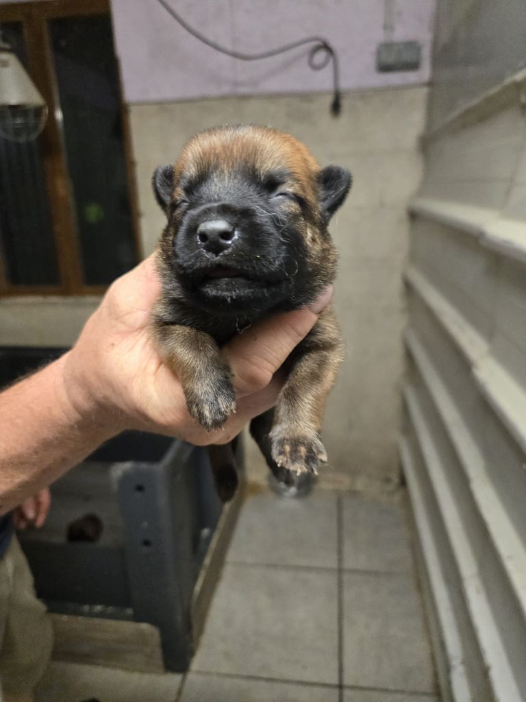 Des Briseux - Chiots disponibles - Berger Belge